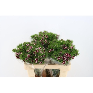 Di Barb Breanthus Roi Bicolor Red White