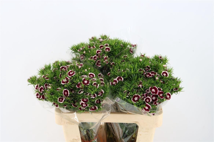 <h4>Di Barb Breanthus Roi Bicolor Red White</h4>
