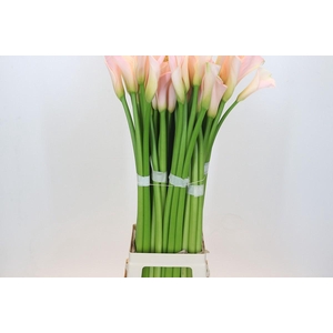 Zantedeschia Eydolls Salmon