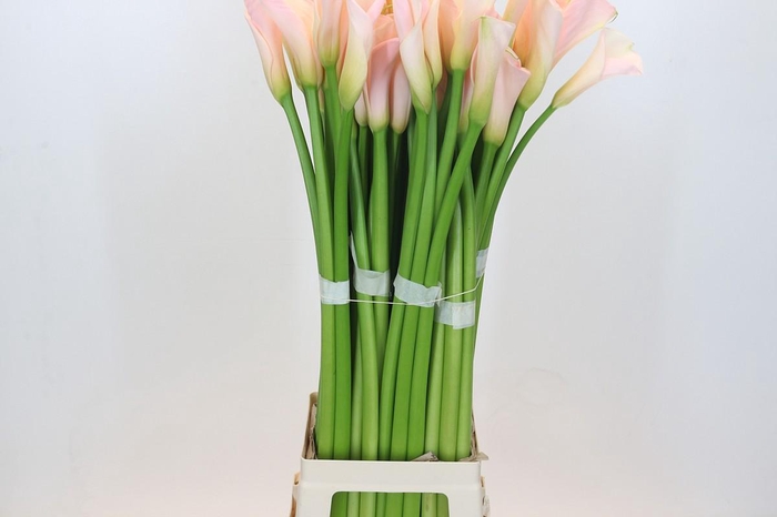 <h4>Zantedeschia Eydolls Salmon</h4>