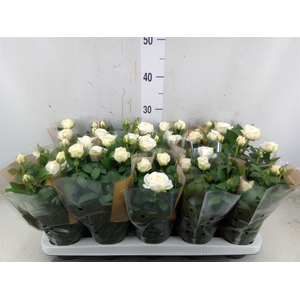 Rosa  'Belami Kordana'