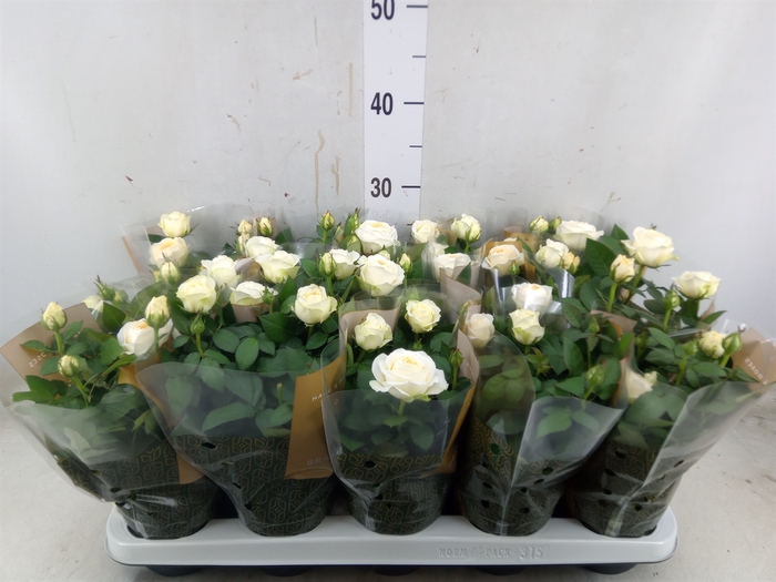 <h4>Rosa  'Belami Kordana'</h4>
