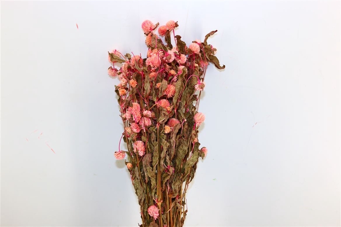 Dried Gomphrena Pink Pintado Bunch