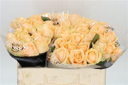 <h4>R GR AVALANCHE PEACH</h4>