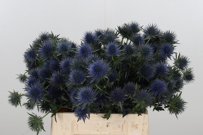 <h4>Eryn Magnetar Qstar</h4>