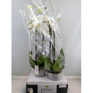 Phalaenopsis   ...white