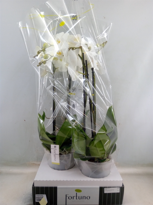 <h4>Phalaenopsis   ...white</h4>