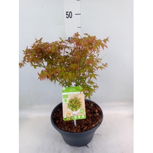 Acer palmatum 'Katsura'