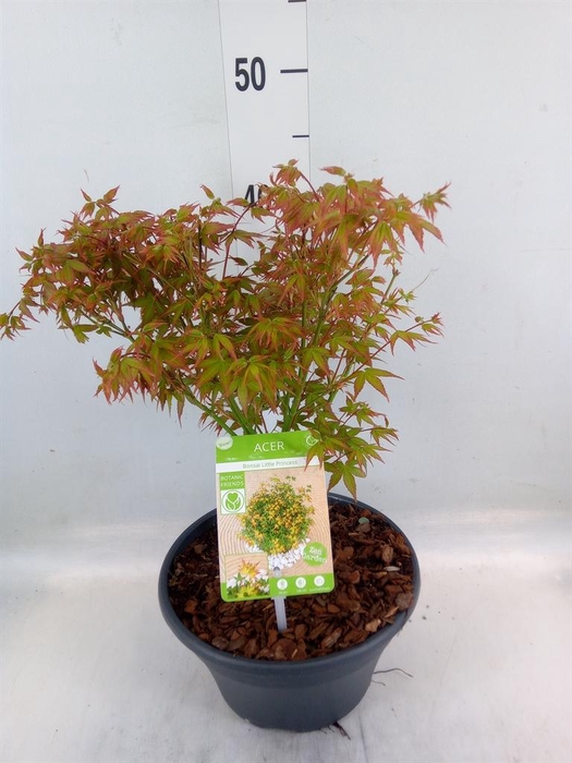 <h4>Acer palmatum 'Katsura'</h4>