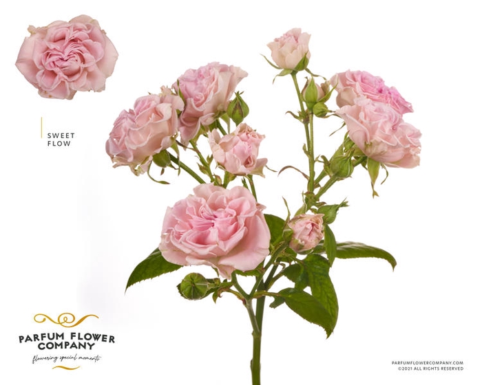 <h4>R Tr Spray Sweet Flow</h4>