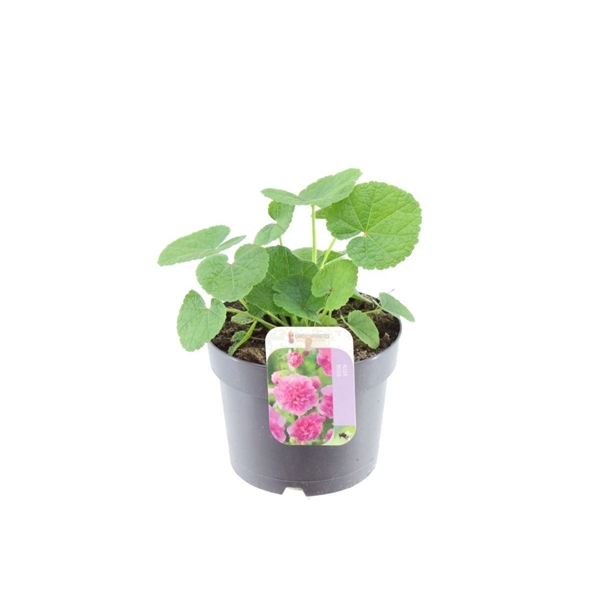 <h4>Alcea rosea Chart. Double Rose</h4>