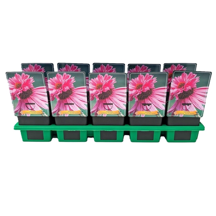 <h4>Echinacea purpurea</h4>