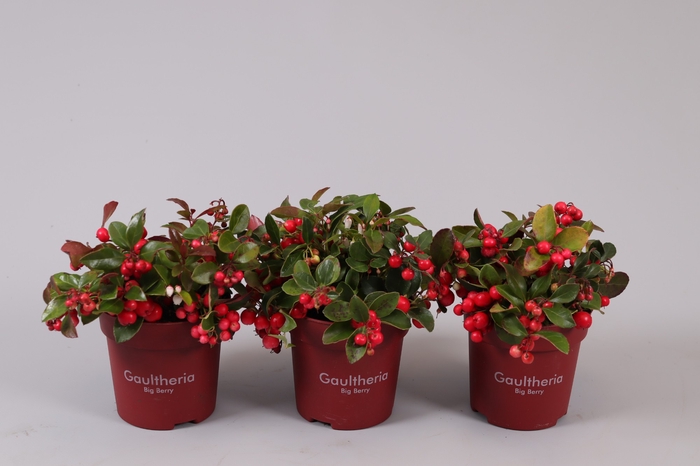 <h4>Gaultheria Big Berry</h4>