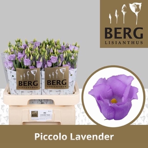 Lisianthus si piccolo lavender