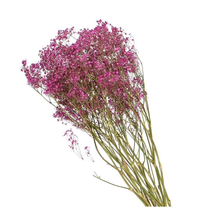 <h4>Dried flowers Gyps 70cm</h4>