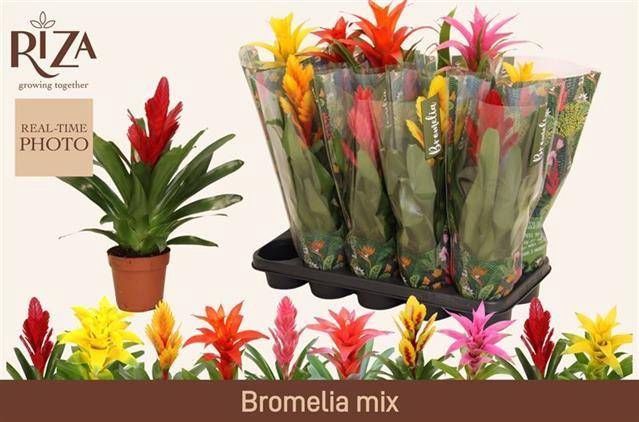 <h4>BROMELIA GEM 6 SRT</h4>