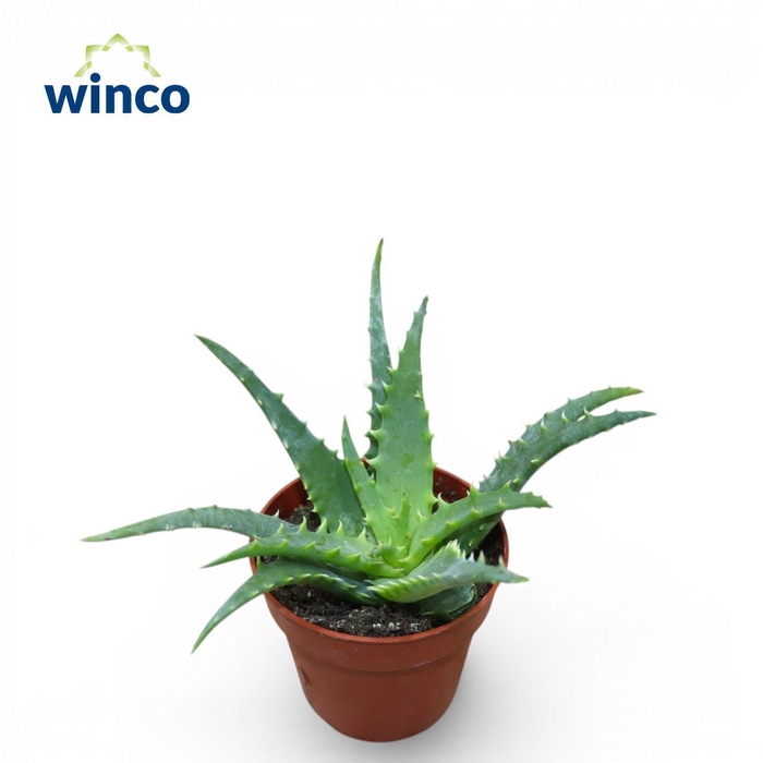 <h4>Aloe Arborescens</h4>