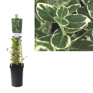 Euonymus fortunei 'Emerald Gaiety' +light label