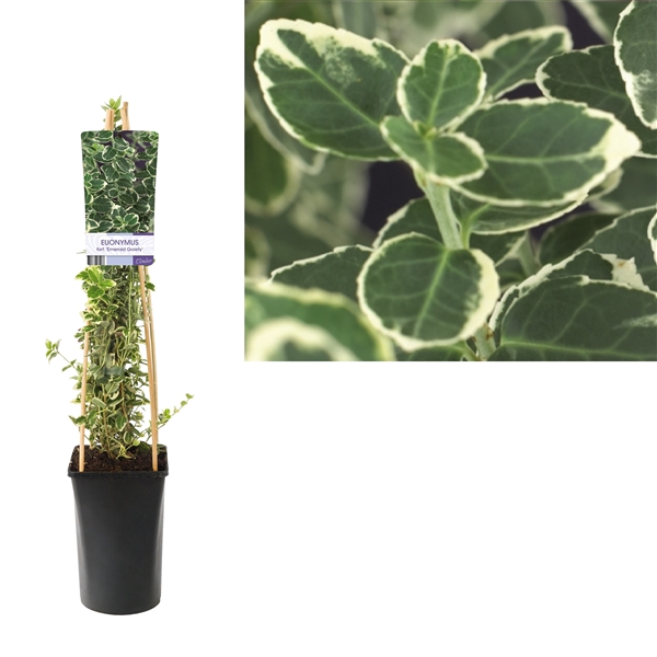 <h4>Euonymus fortunei 'Emerald Gaiety' +light label</h4>