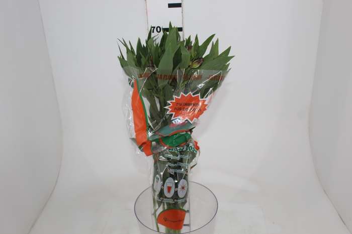 <h4>ALSTROEMERIA XANADU 070 CM ROXO</h4>