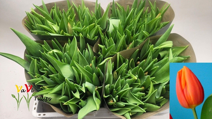 <h4>TU EN PR CATH-AMALIA</h4>