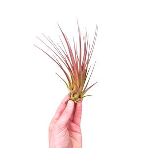 Tillandsia melanocrater large red