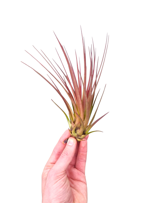 <h4>Tillandsia melanocrater large red</h4>