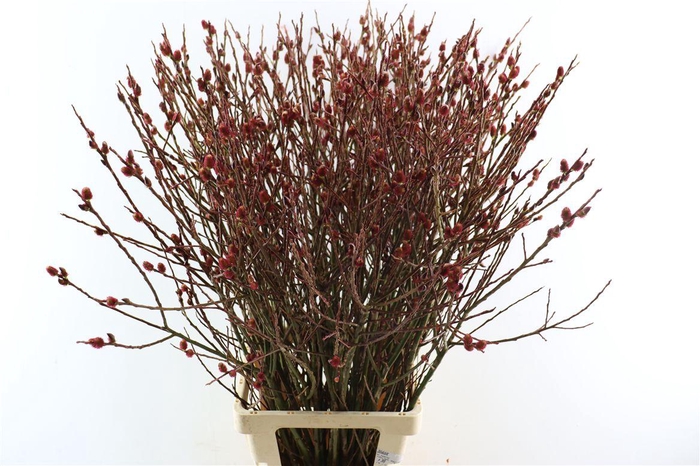 <h4>Salix Melanostachys P Stem</h4>