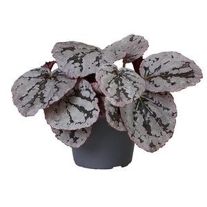 BEGONIA REX-HYBRID P6 CHAYO