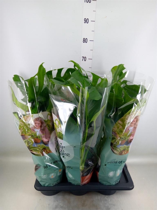 <h4>Monstera delic.</h4>