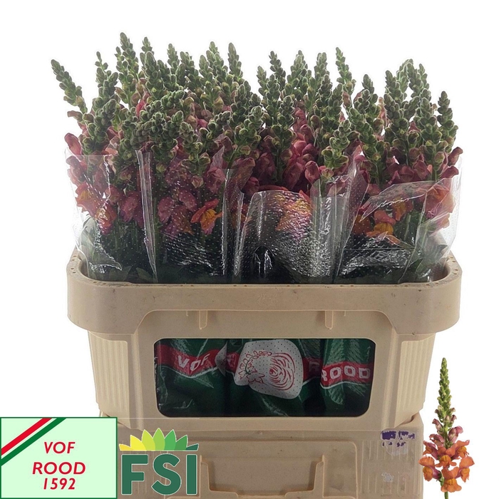 <h4>ANTIR COOL ORANGE</h4>