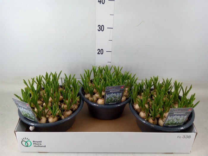 <h4>Muscari  'Manon'</h4>