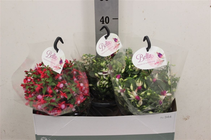 <h4>Fuchsia Gemengd Hangpot</h4>