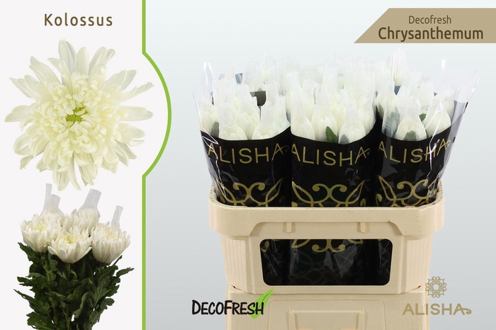 <h4>Chr G Kolossus</h4>