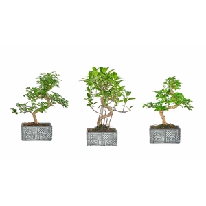 BONSAI GEM
