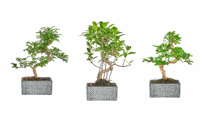 <h4>BONSAI GEM</h4>