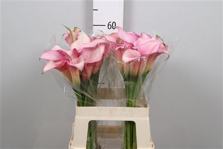 <h4>Zant Pink Design</h4>