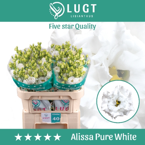 <h4>Lisianthus Alissa Pure White</h4>