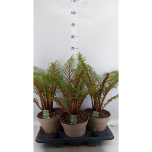 Cyathea tomentosissima