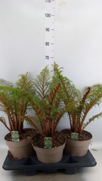 <h4>Cyathea tomentosissima</h4>