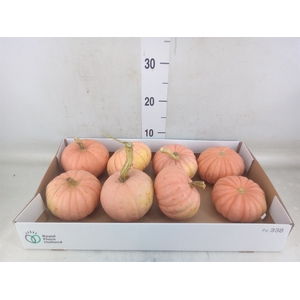 Cucurbita pepo