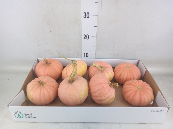 <h4>Cucurbita pepo</h4>
