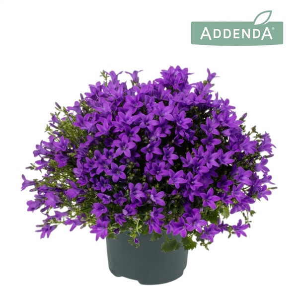 Campanula Ambella Intense purple