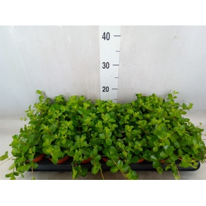 Peperomia rotundifolia