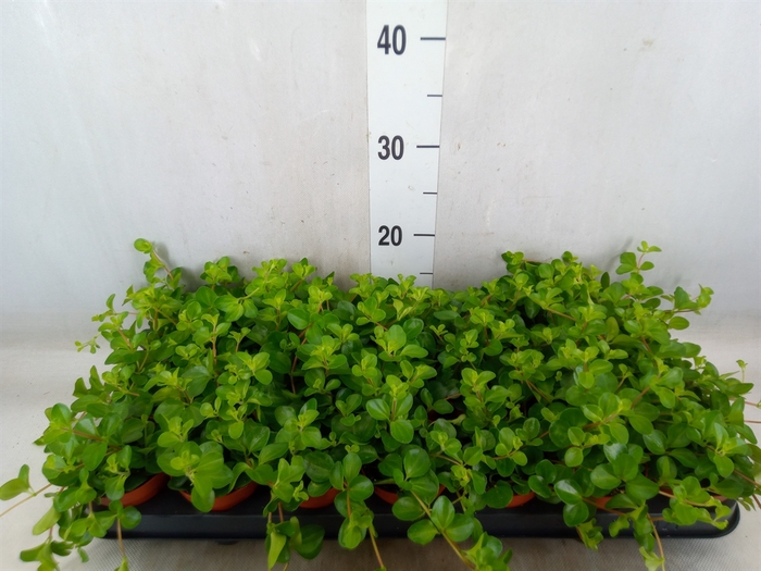 <h4>Peperomia rotundifolia</h4>