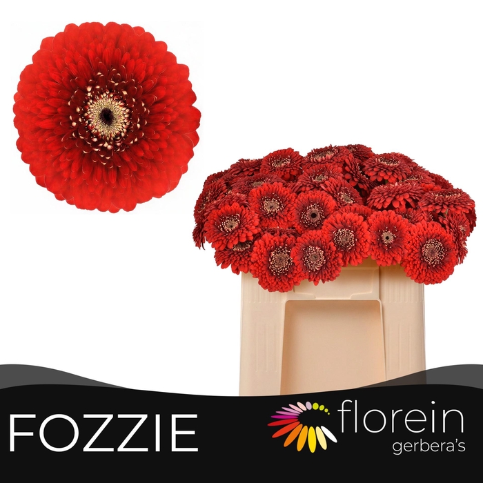 <h4>GE MB POMPONI FOZZIE</h4>