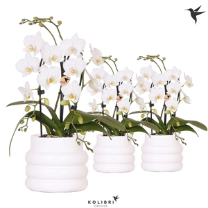 Kolibri Orchids Phalaenopsis Cascade Niagara Fall white 2 spike in Bubble pot white