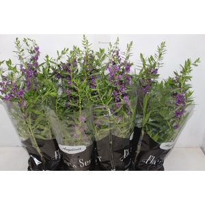 ANGELONIA P14 VARIADO