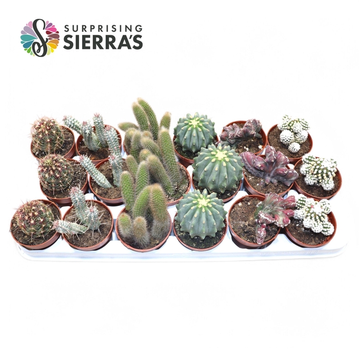 <h4>CACTUS GEM</h4>