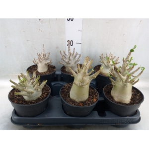 Adenium NB 'Ansu Baobab'